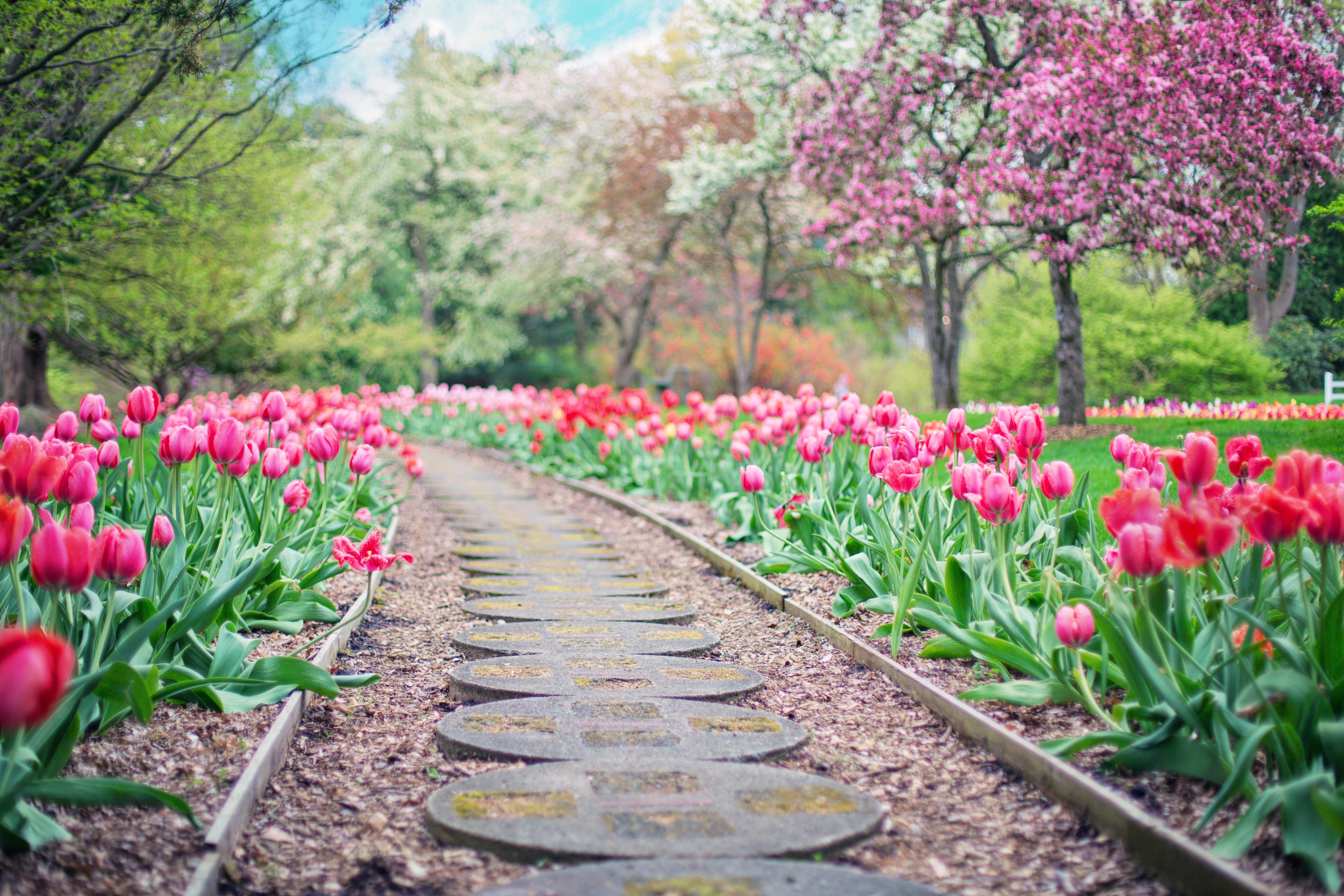 Pathway with Tulips